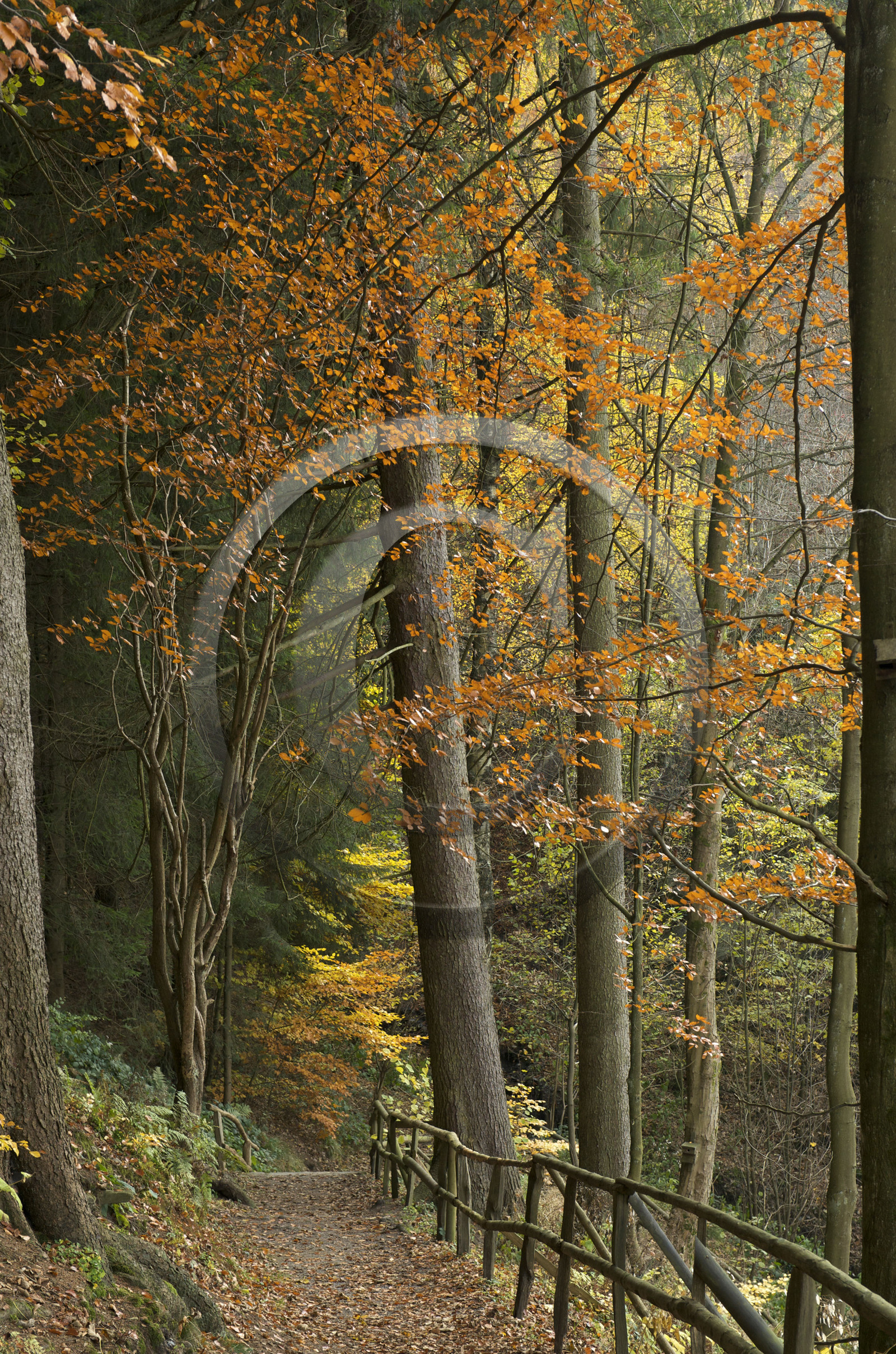 Allemagne, Monschau
