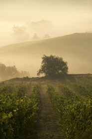 Italie, Toscane