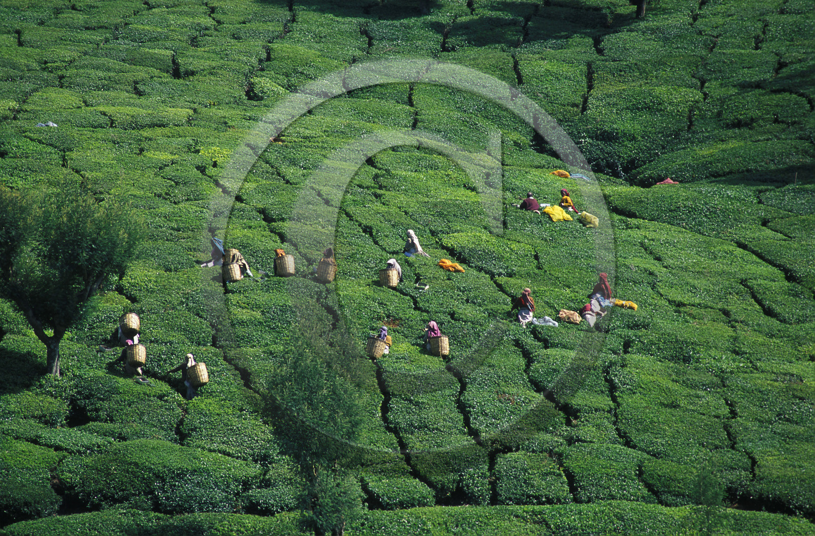 Inde du Sud