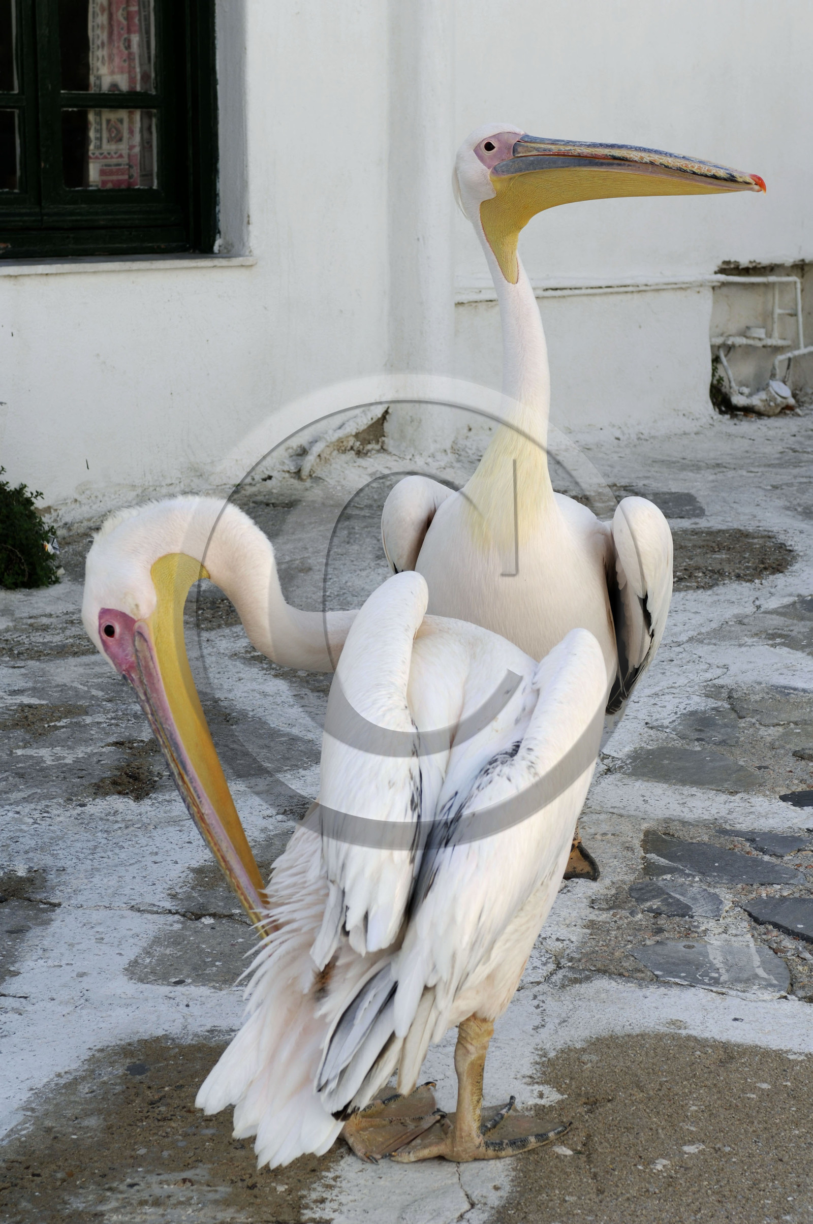 Mykonos, Greece